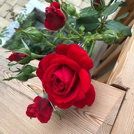 Hof Zum Kleinod - Erholung Für Ganze Familie Im Wienerwald * Burgstall