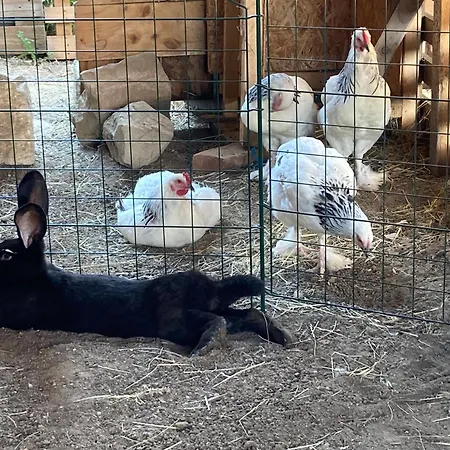 Apartment Hof Zum Kleinod - Erholung Für Ganze Familie Im Wienerwald