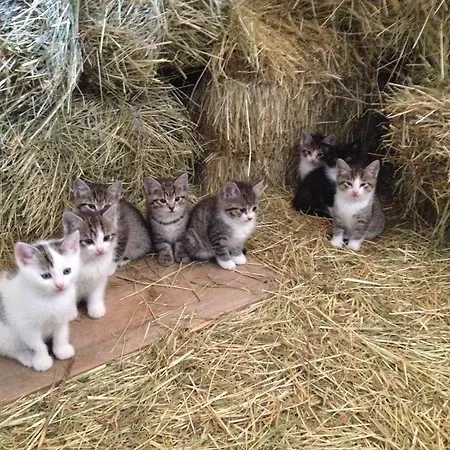 Apartment Hof Zum Kleinod - Erholung Für Ganze Familie Im Wienerwald Burgstall