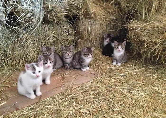 Apartment Hof Zum Kleinod - Erholung Fuer Ganze Familie Im Wienerwald Burgstall